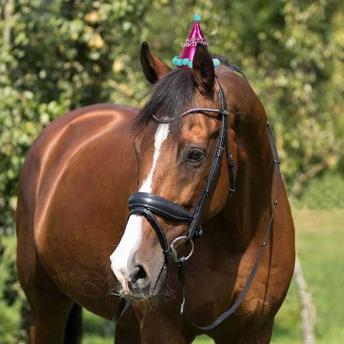 Fødselsdagshat til heste - pink/turkis